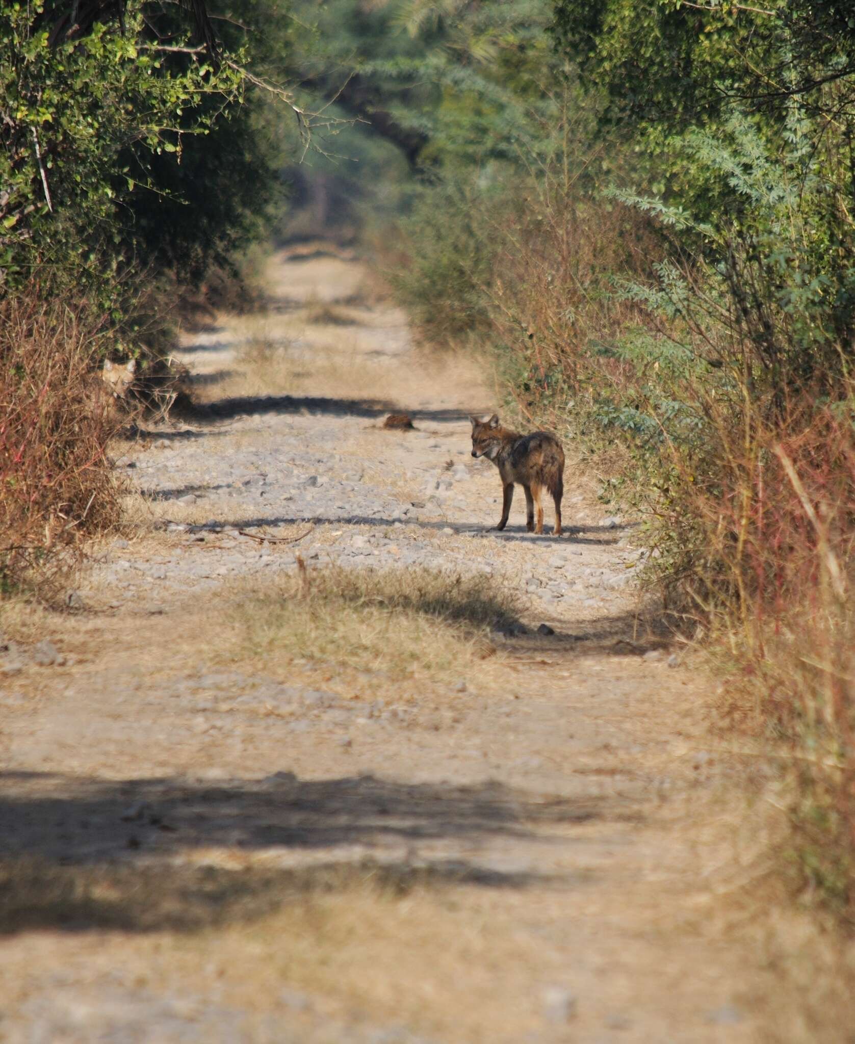 Image of Indian jackal