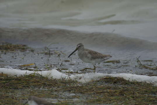 Image of Dowitcher