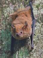 Image of Common Shaggy Bat