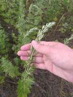 Imagem de Artemisia argyi H. Lév. & Vaniot