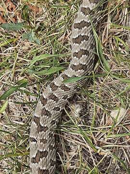 Image of Spotted Wipe Snake