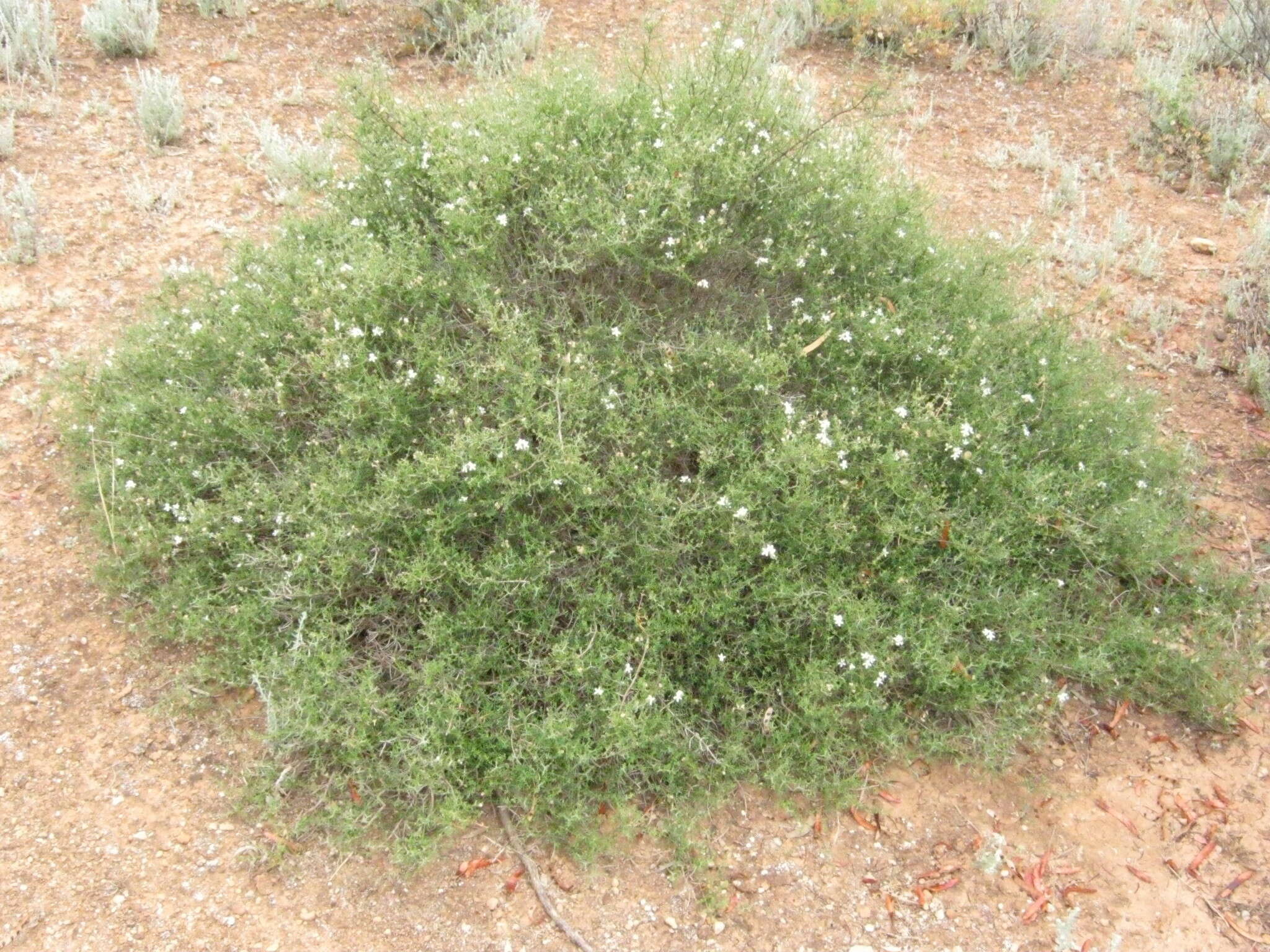 Image of Westringia rigida R. Br.