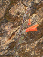 Sivun Salvia oppositiflora Ruiz & Pav. kuva
