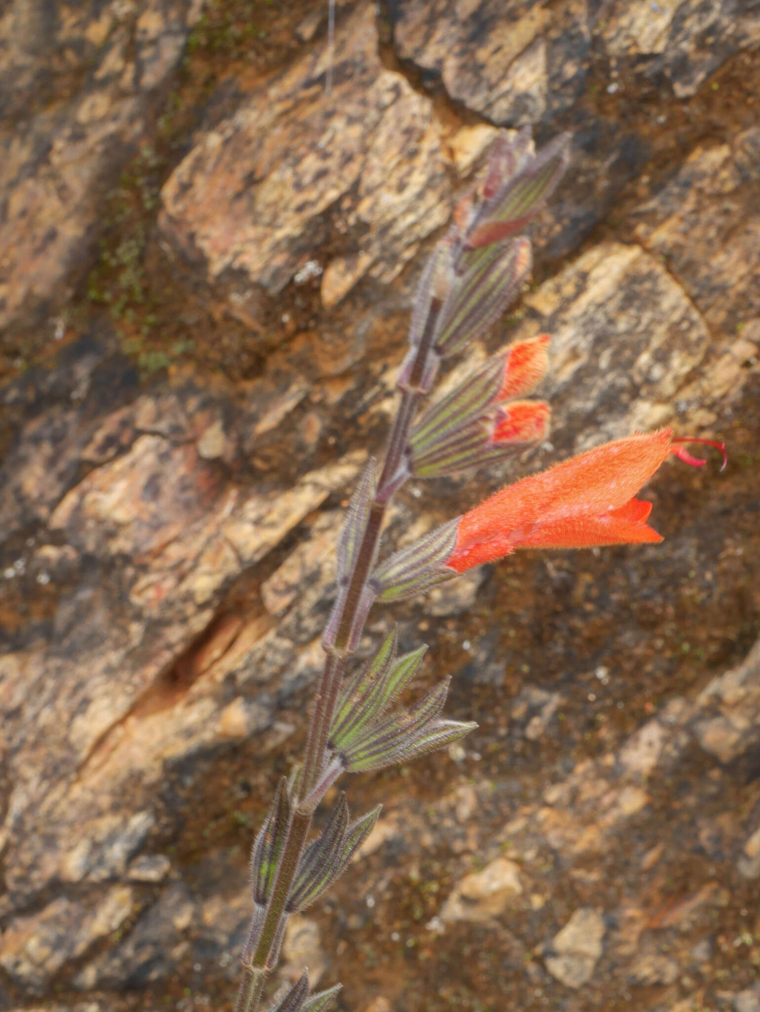 Image de Salvia oppositiflora Ruiz & Pav.