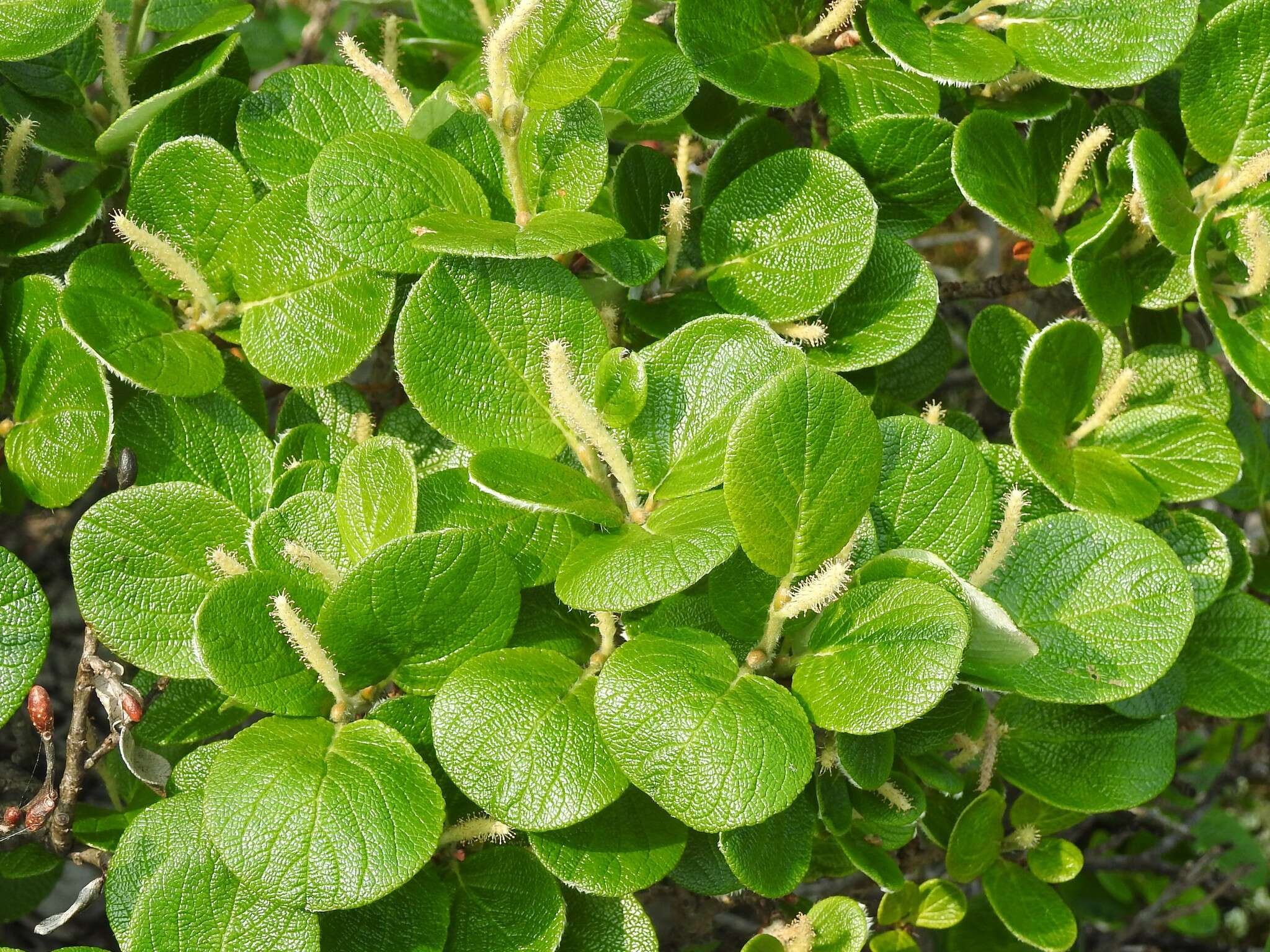 Image of rock willow