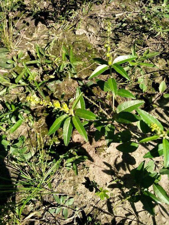 Image of Bonpland's croton