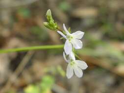 صورة Lobelia homophylla E. Wimm.