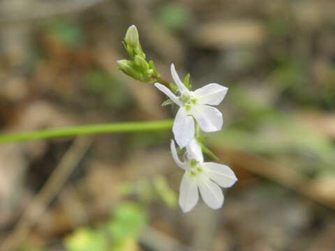 Image of pineland lobelia