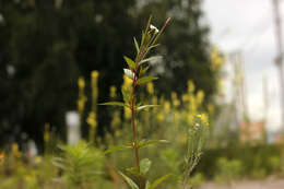 Imagem de Epilobium pseudorubescens A. K. Skvortsov