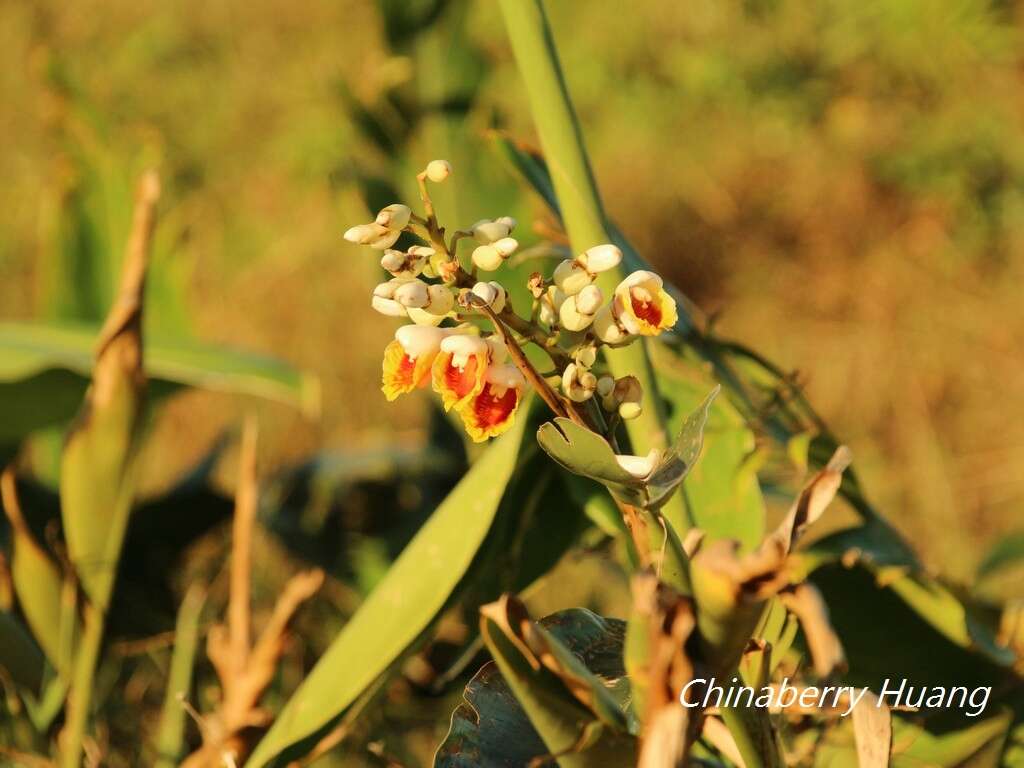 Image of Alpinia koshunensis Hayata