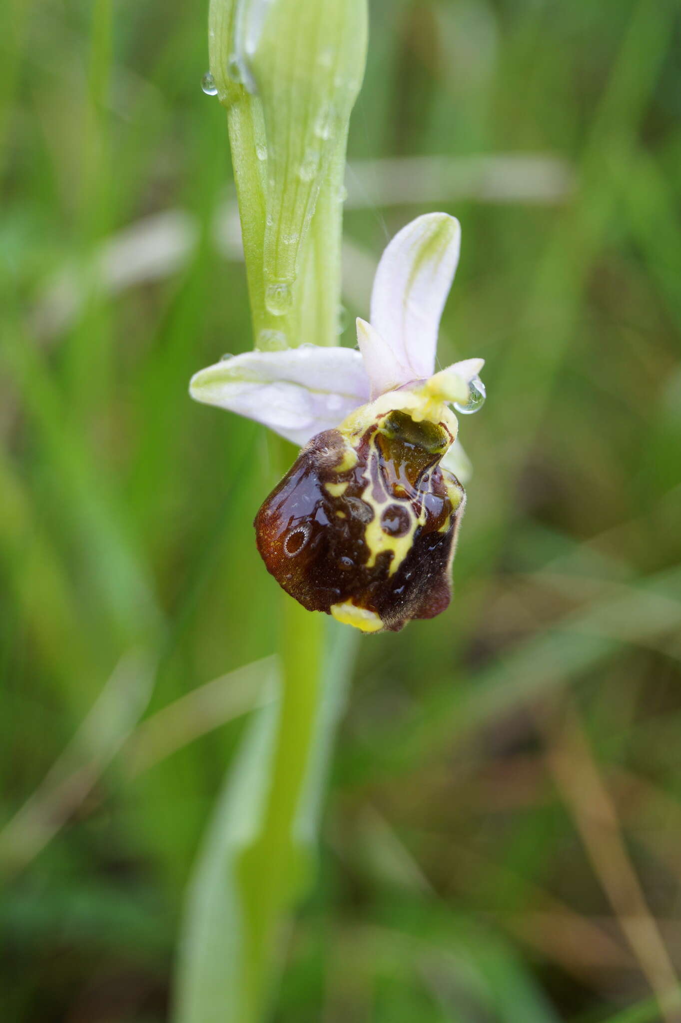 Image of Ophrys fuciflora subsp. fuciflora