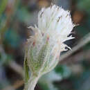 Слика од Antennaria suffrutescens Greene