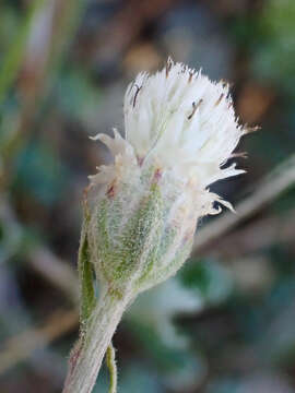 Image de Antennaria suffrutescens Greene