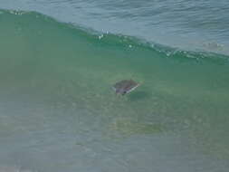 Image of Munk&#39;s devil ray