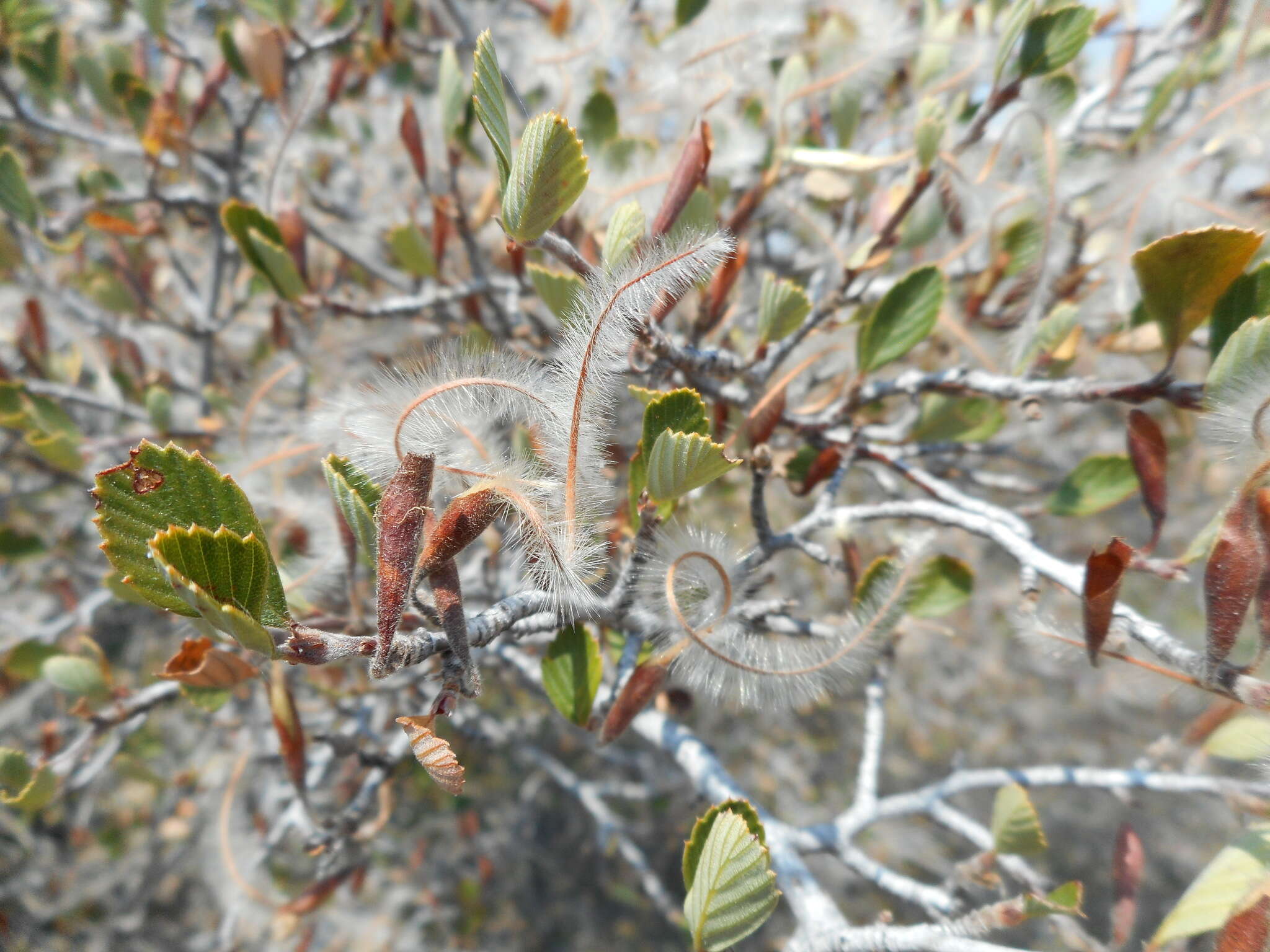 Слика од Cercocarpus montanus var. glaber (S. Wats.) F. L. Martin