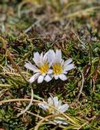 Image of Hypochaeris taraxacoides (Meyen & Walp.) Ball