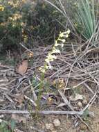 Image of Stackhousia monogyna Labill.