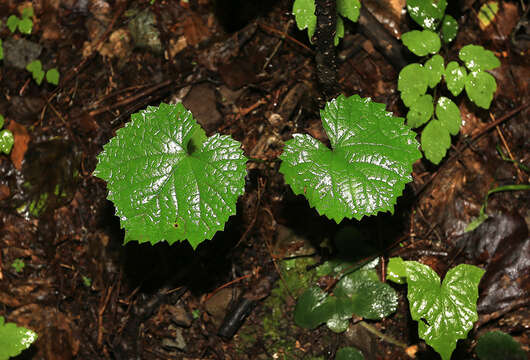 Imagem de Vitis amurensis Rupr.