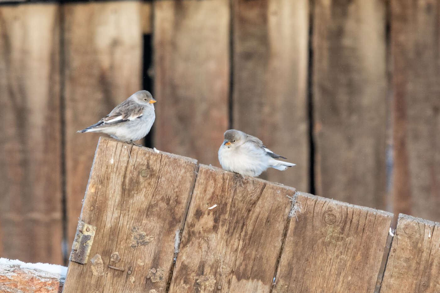 Image of Snowfinch