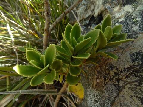 Image of <i>Veronica <i>macrantha</i></i> var. macrantha