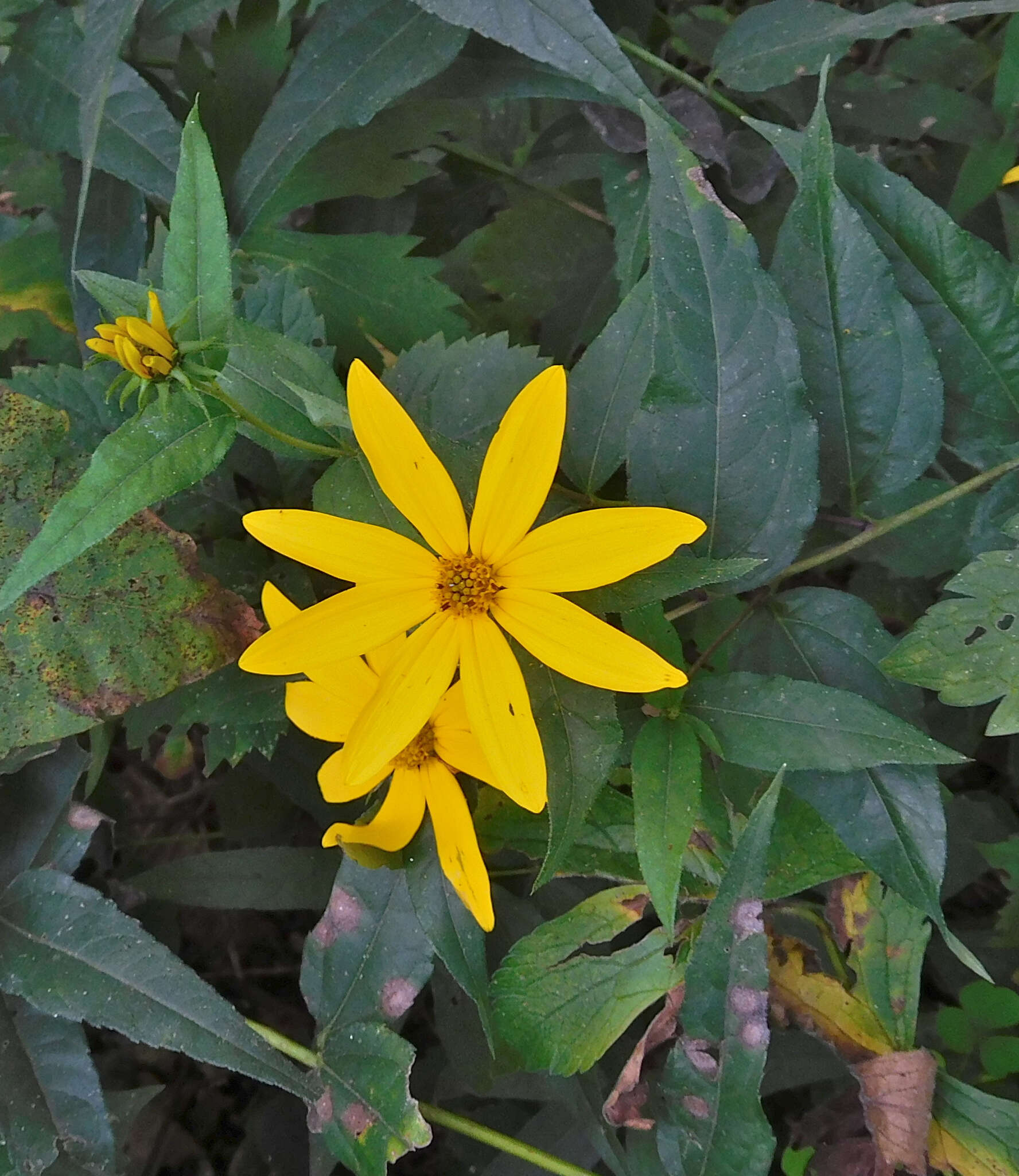 صورة Helianthus divaricatus L.