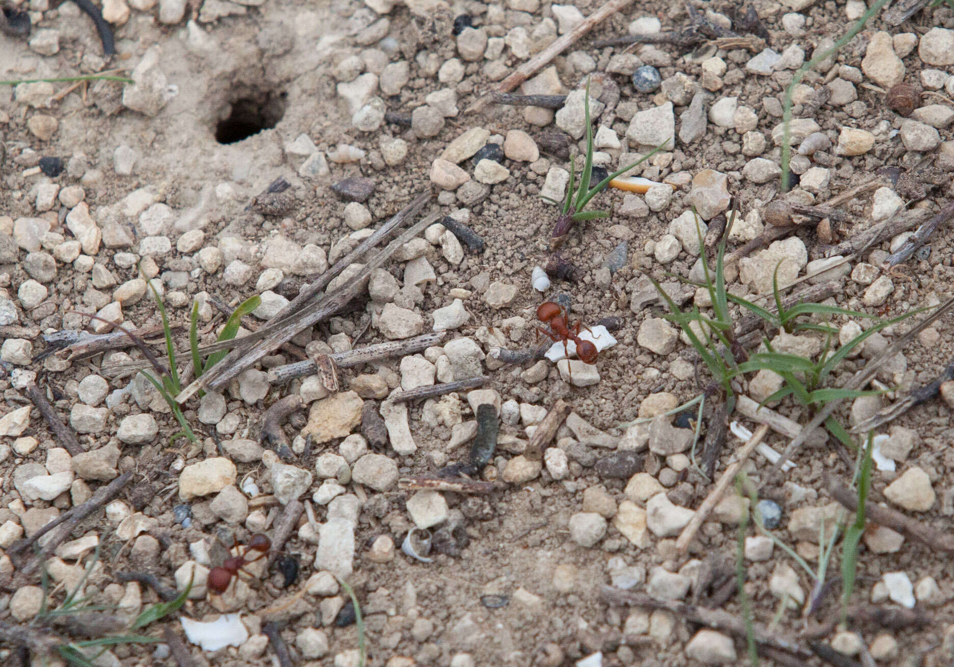 Image of Pogonomyrmex comanche Wheeler 1902