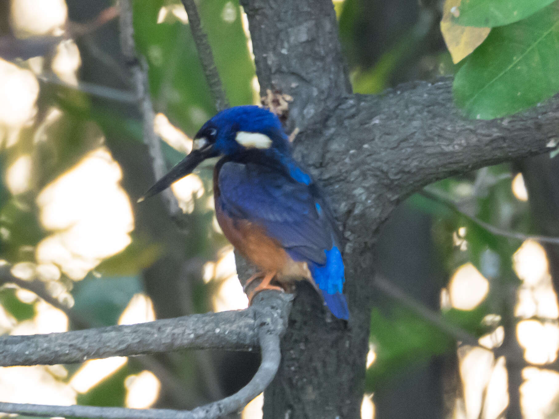 Ceyx azureus ruficollaris (Bankier 1841)的圖片