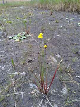 Image of Small's yelloweyed grass