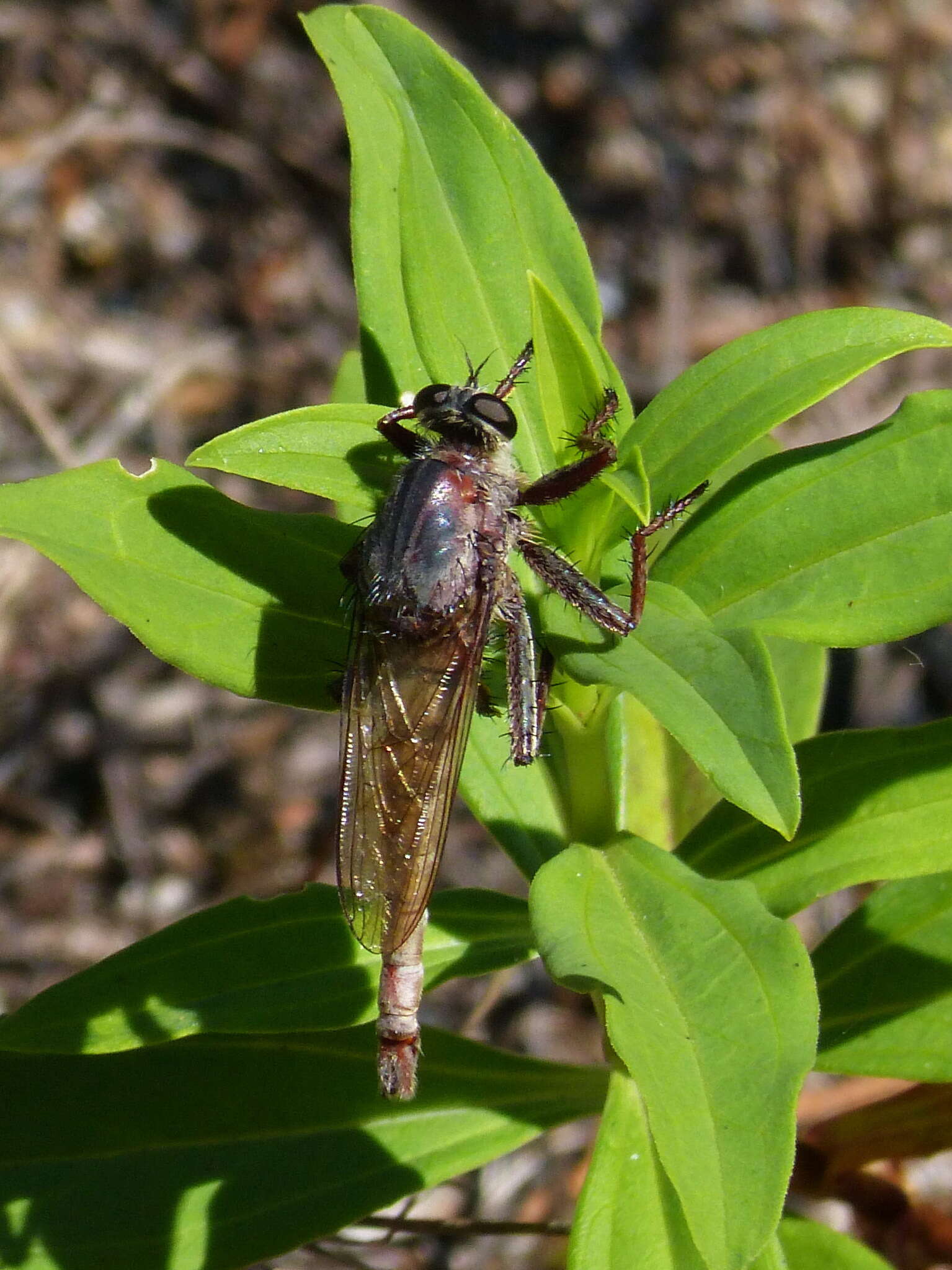 Image of Milbert's Proctacanthus