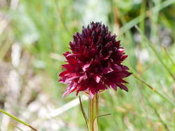 Image of Gymnadenia austriaca (Teppner & E. Klein) P. Delforge