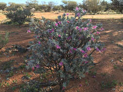 Imagem de Eremophila forrestii F. Muell.