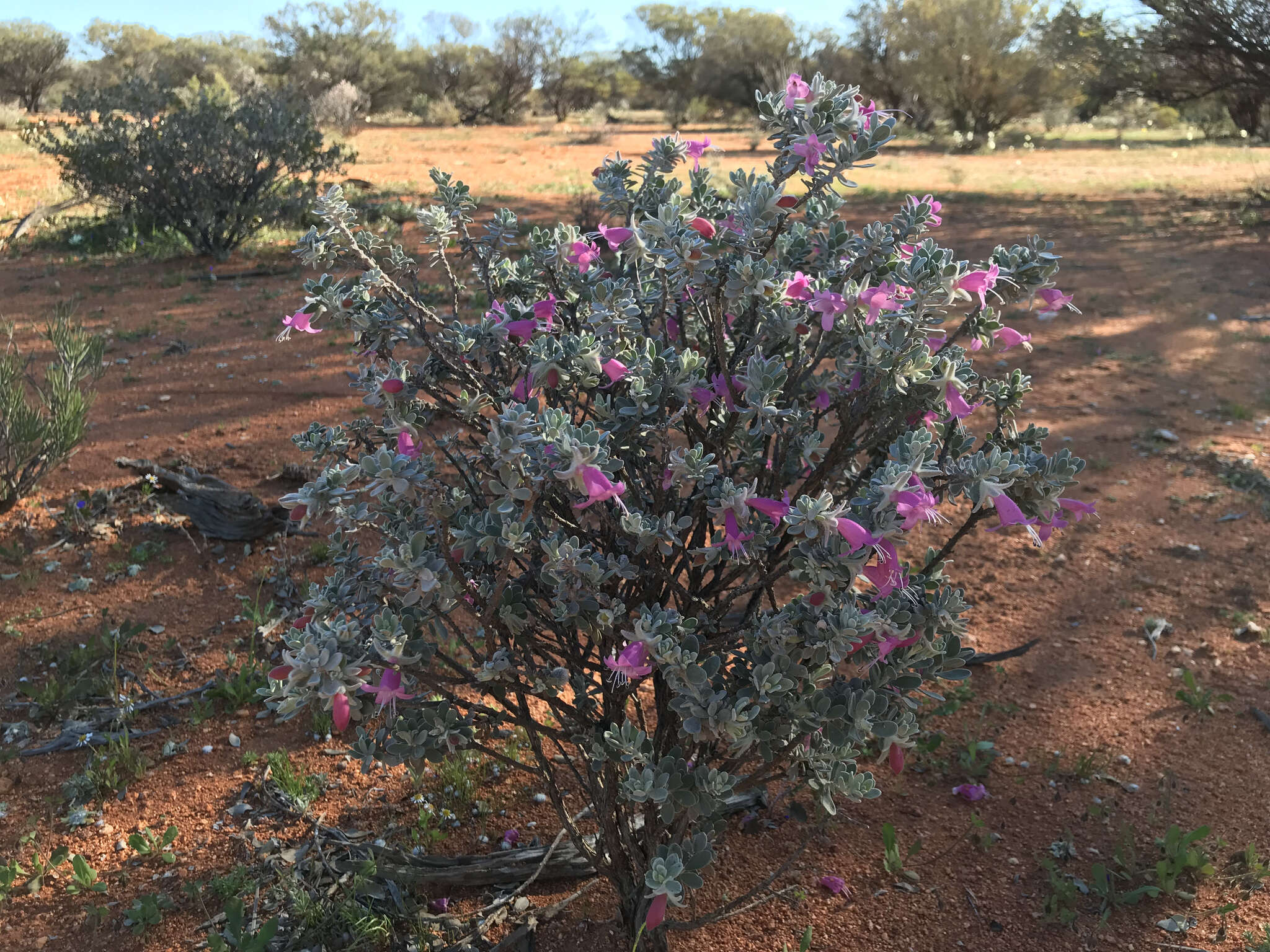 Image of Eremophila forrestii F. Muell.