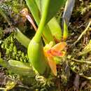 Image of rufous tiger orchid