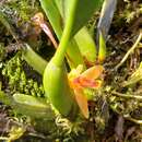 Imagem de Maxillaria acutifolia Lindl.