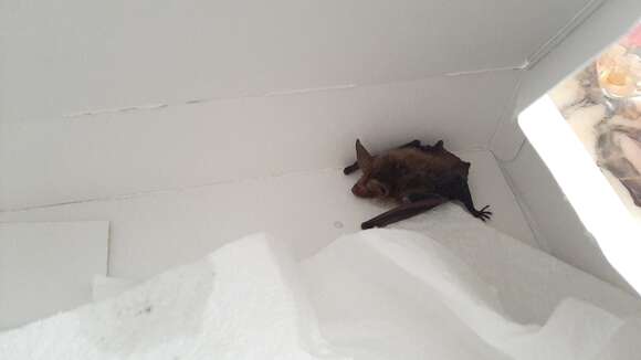 Myotis bechsteinii (Kuhl 1817)的圖片