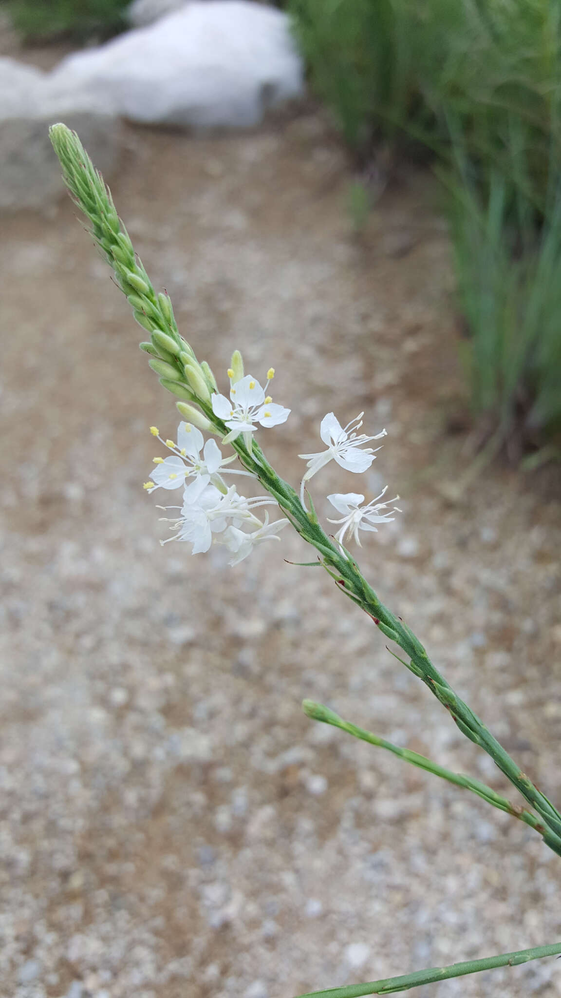 Image of false gaura