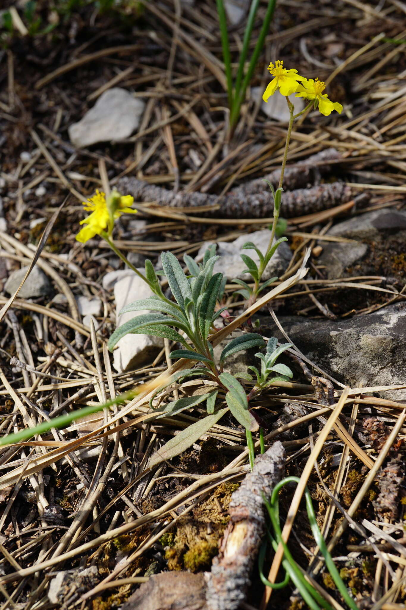 Image of Helianthemum canum (L.) Baumg.