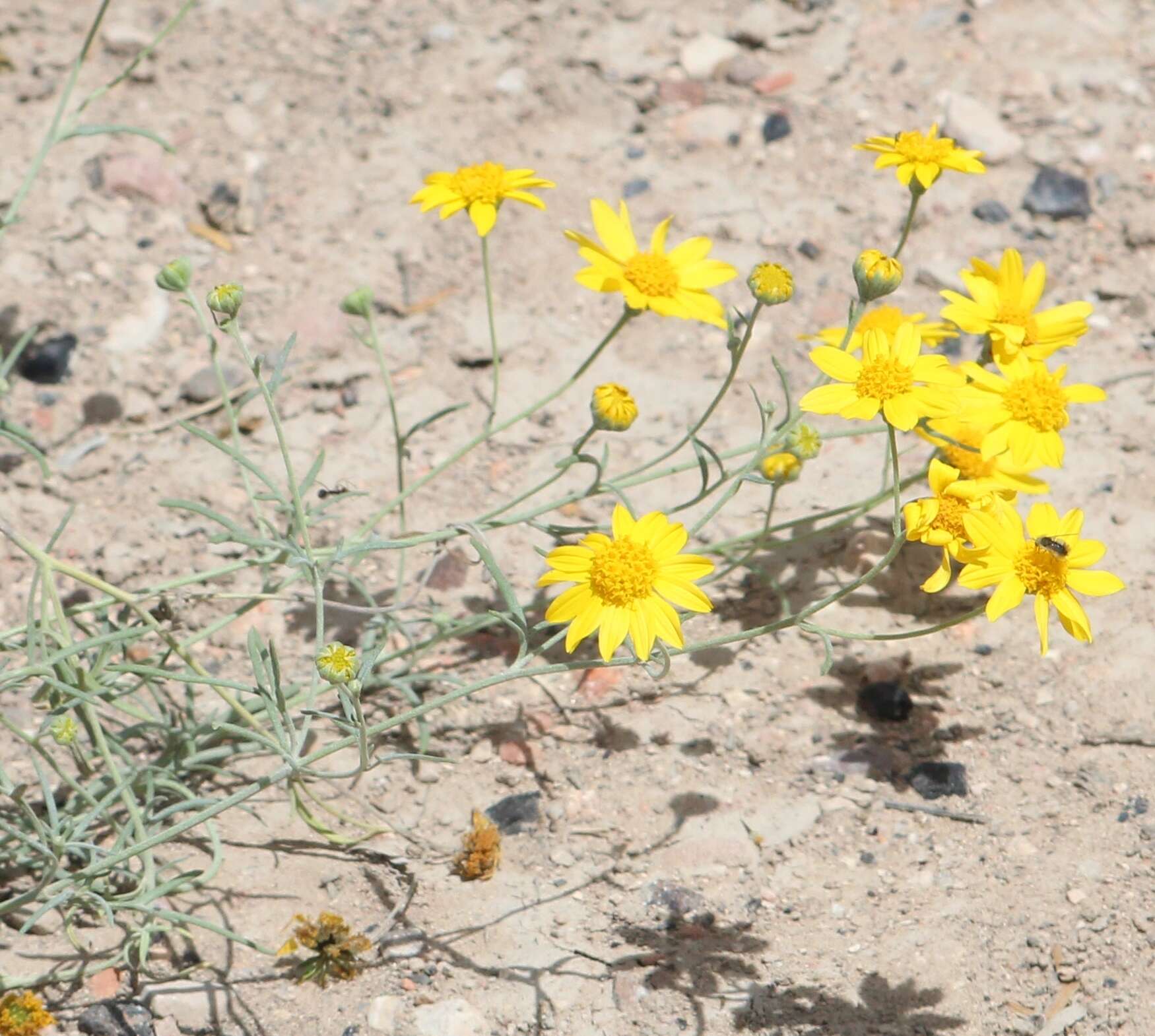 Plancia ëd Picradeniopsis schaffneri (S. Watson) B. G. Baldwin