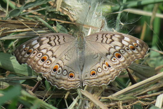 Plancia ëd Junonia atlites Linnaeus 1763