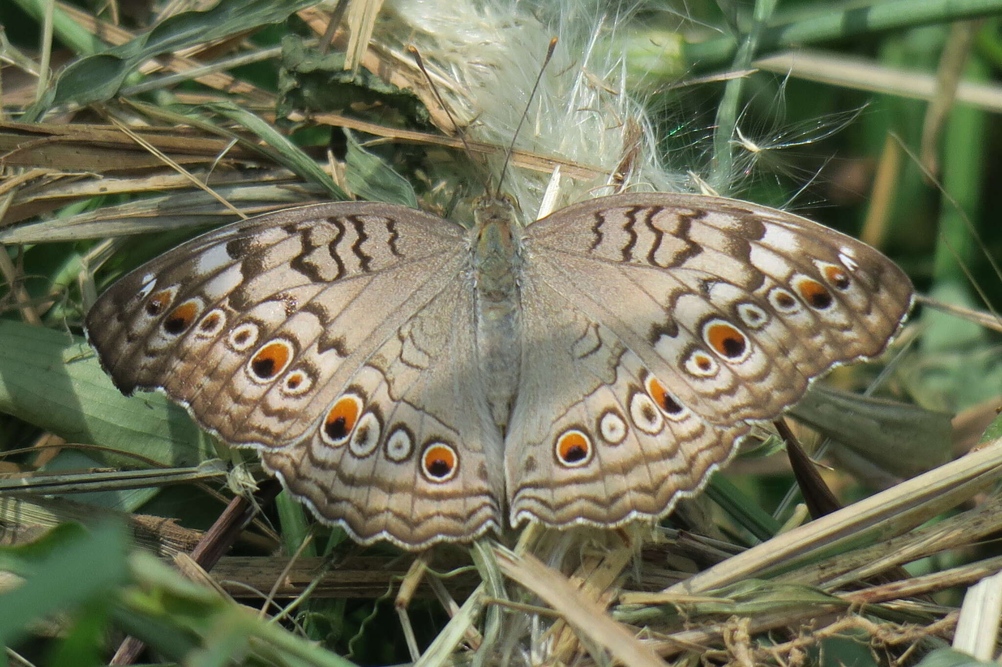 Image of Grey Pansy Butterfly