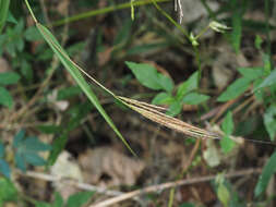 صورة Microstegium fasciculatum (L.) Henrard