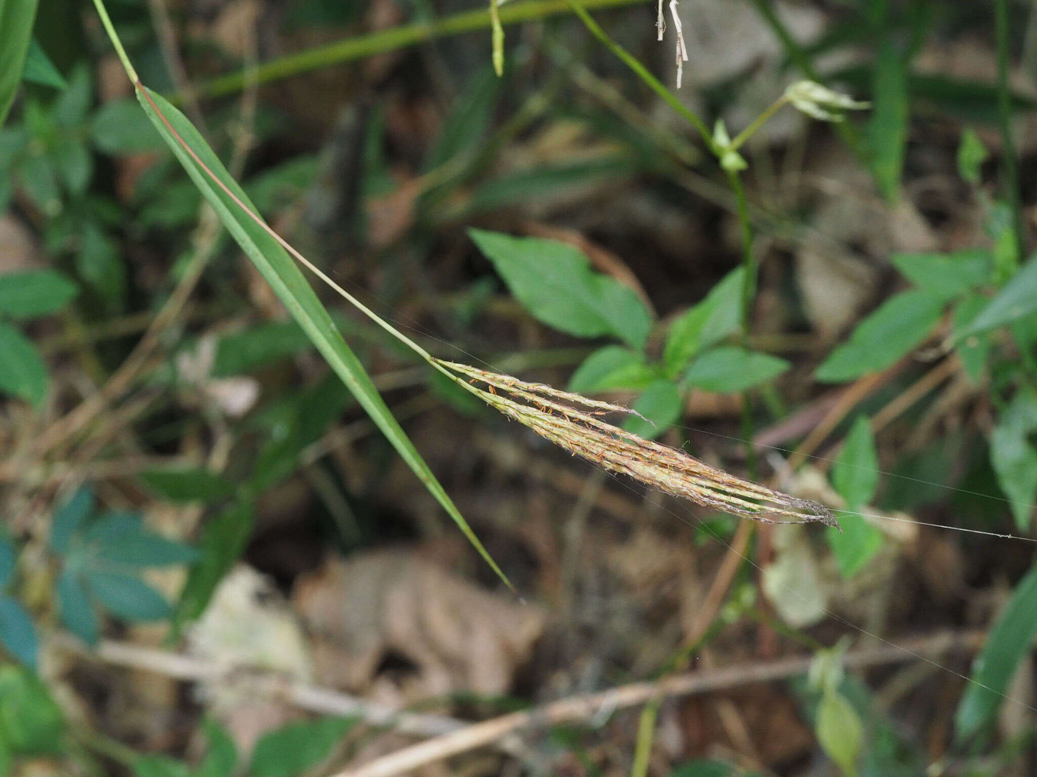 Image de Microstegium fasciculatum (L.) Henrard