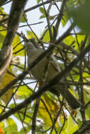 Image of Burmese Yuhina