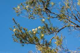 Image of Melaleuca nodosa (Gaertn.) Sm.