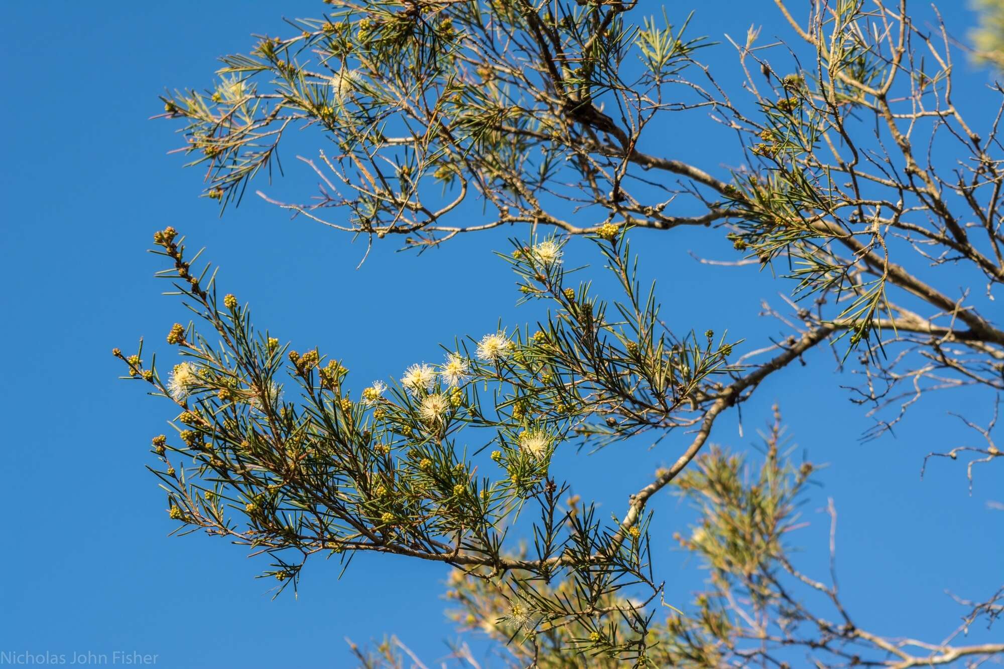 Sivun Melaleuca nodosa (Gaertn.) Sm. kuva