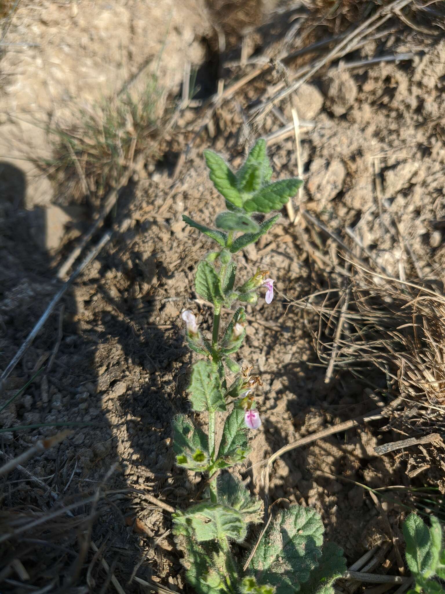 Imagem de Teucrium scordium subsp. scordioides (Schreb.) Arcang.