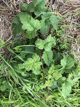 Слика од Rubus ursinus subsp. macropetalus (Dougl. ex Hook.) Taylor & Mac Bryde