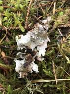 Image of ragged lichen