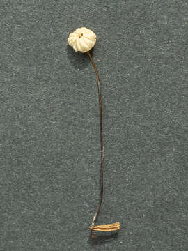 Imagem de Marasmius wettsteinii Sacc. & P. Syd. 1899