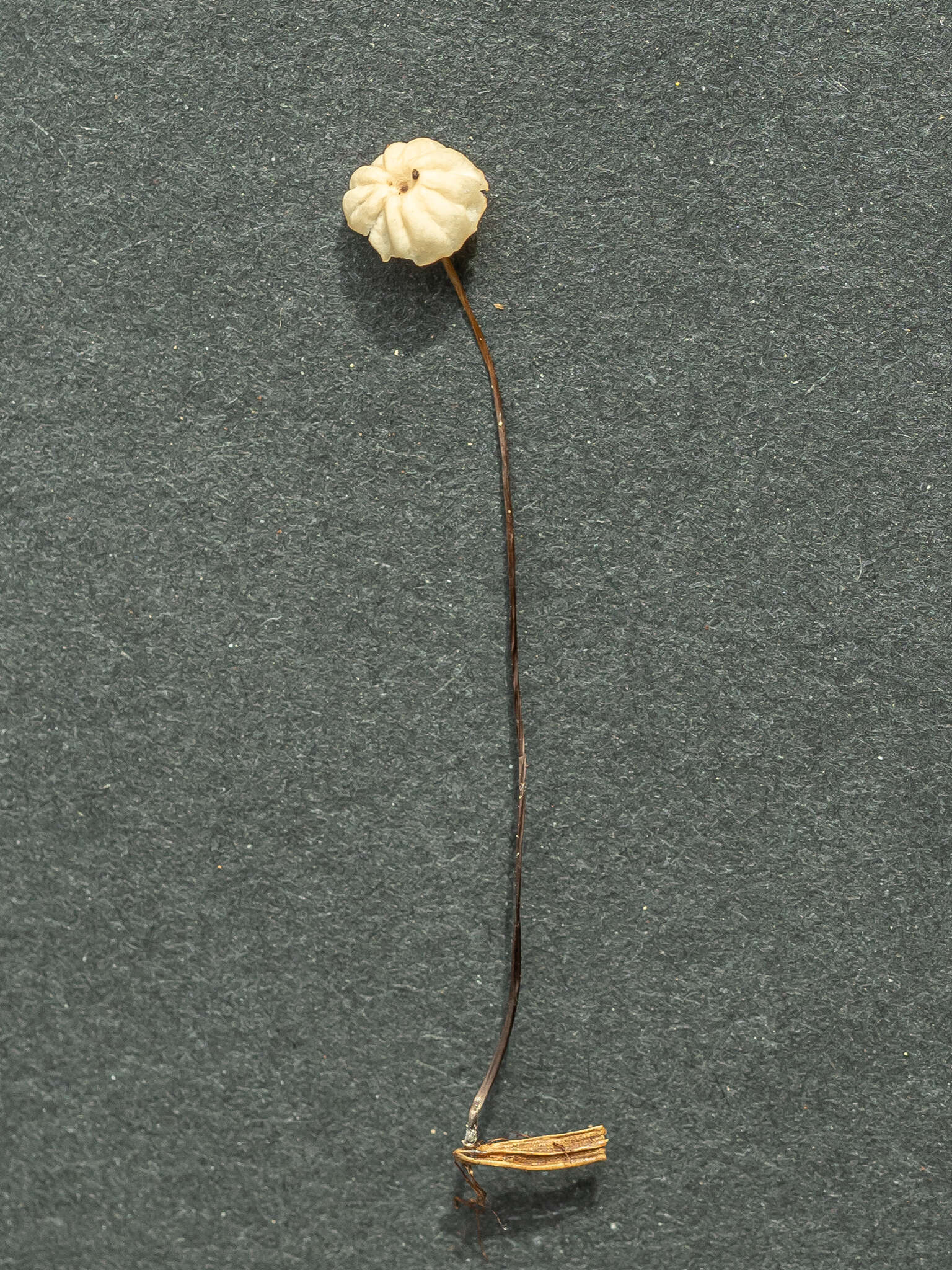 Image of Marasmius wettsteinii Sacc. & P. Syd. 1899